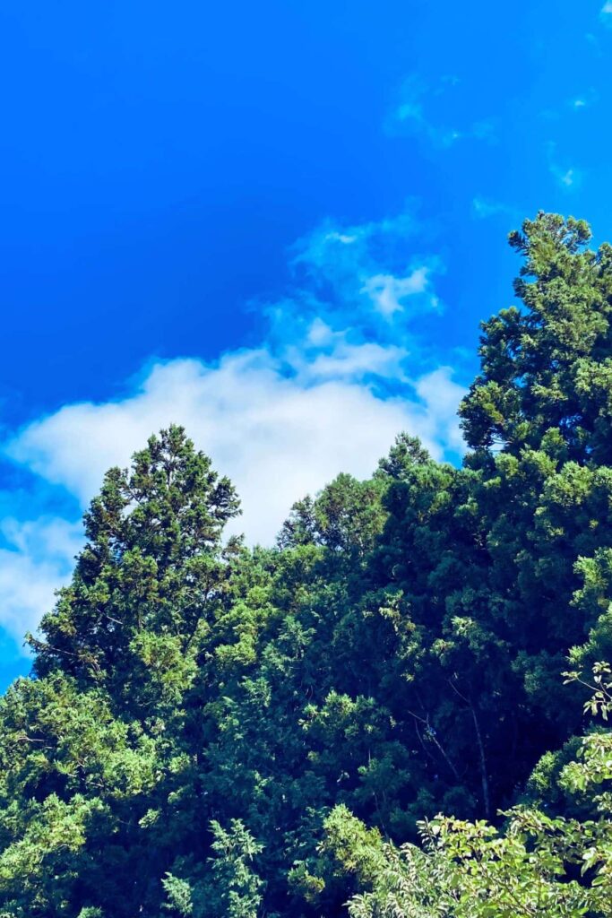 秋の散歩で見上げた澄んだ青空と木々の緑