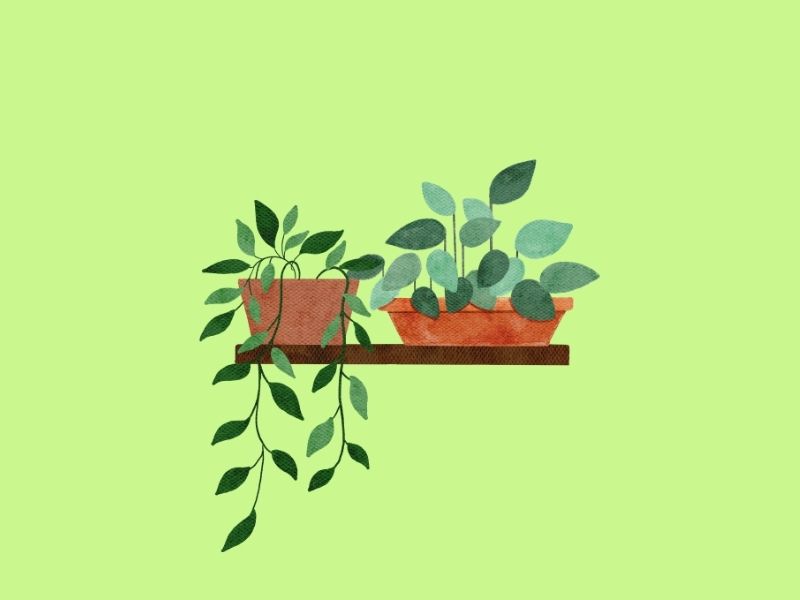 鉢植えの観葉植物のイラスト。シンプルで癒しの雰囲気