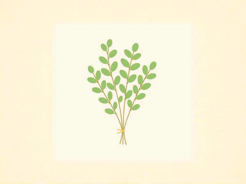ユーカリの枝を束ねたシンプルなボタニカルイラスト