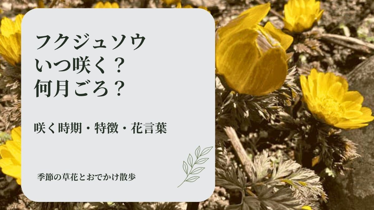 庭に咲く黄色いフクジュソウの写真に、咲く時期や特徴、花言葉をやさしく解説する文字を入れたアイキャッチ画像