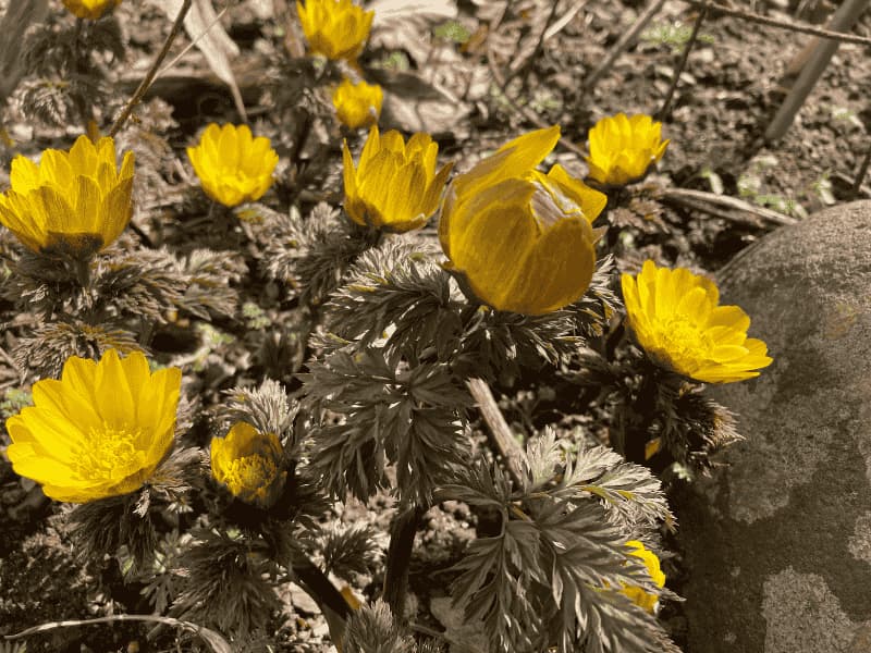 自宅の庭に咲く春のフクジュソウの群生