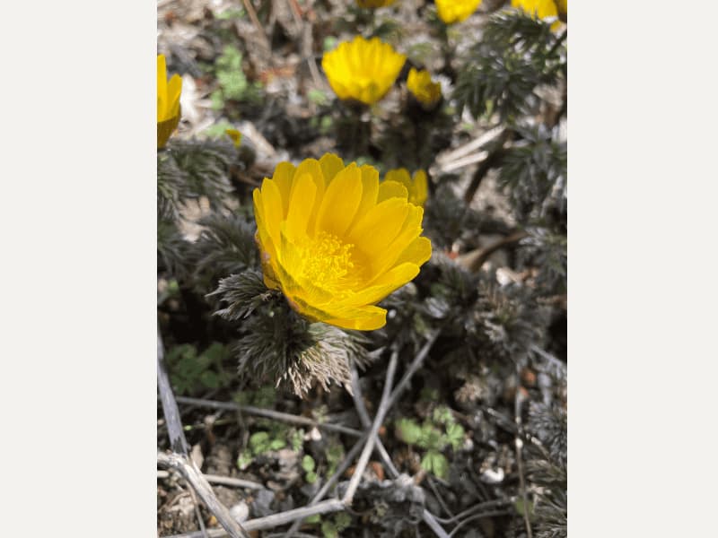 庭で咲いたフクジュソウ（福寿草）の黄色い花
