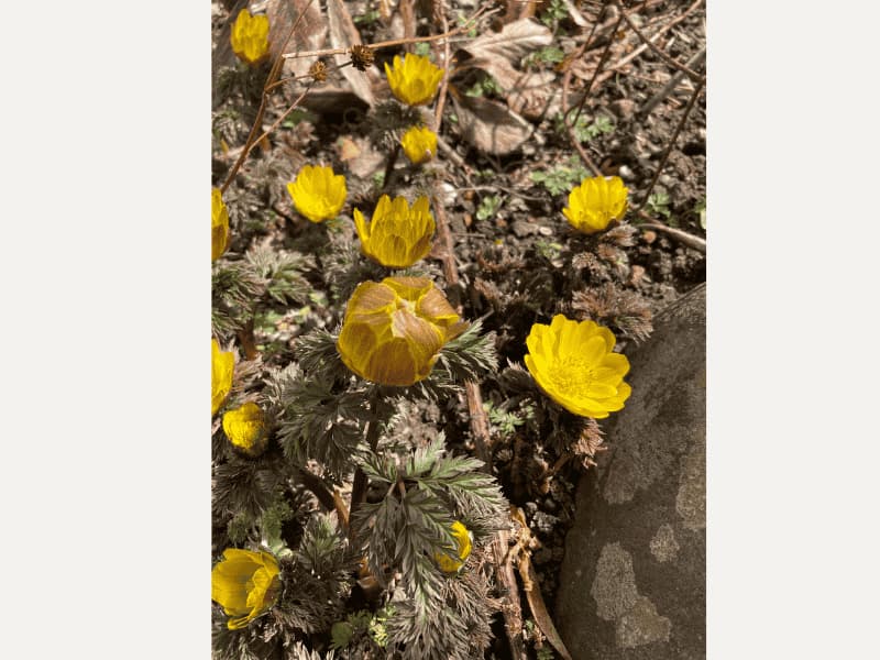 春の自宅の庭に咲くフクジュソウの群生