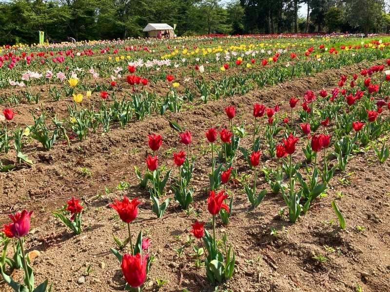 新地町のチューリップ祭りで咲いていた赤や黄色やピンクのチューリップ畑