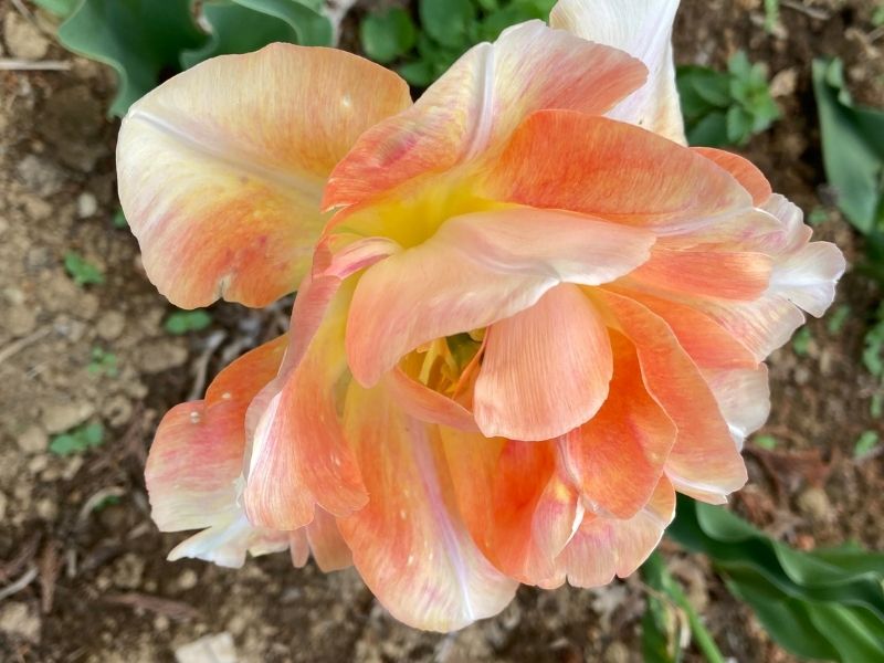 新地町のチューリップ祭りで見た淡いオレンジ色のチューリップのアップ