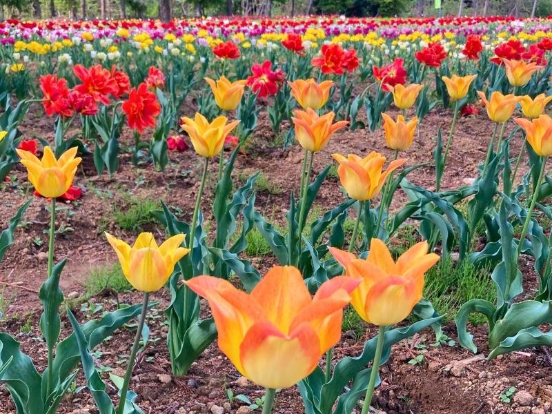 新地町のチューリップ祭りで見た黄色やオレンジや赤の色とりどりのチューリップ