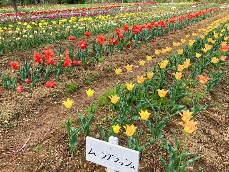 新地町のチューリップ祭りで見たムーンブラッシュのチューリップと花畑
