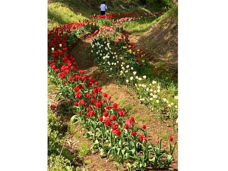 新地町のチューリップ祭りでゆるやかなカーブ状に咲いていた赤と白のチューリップ