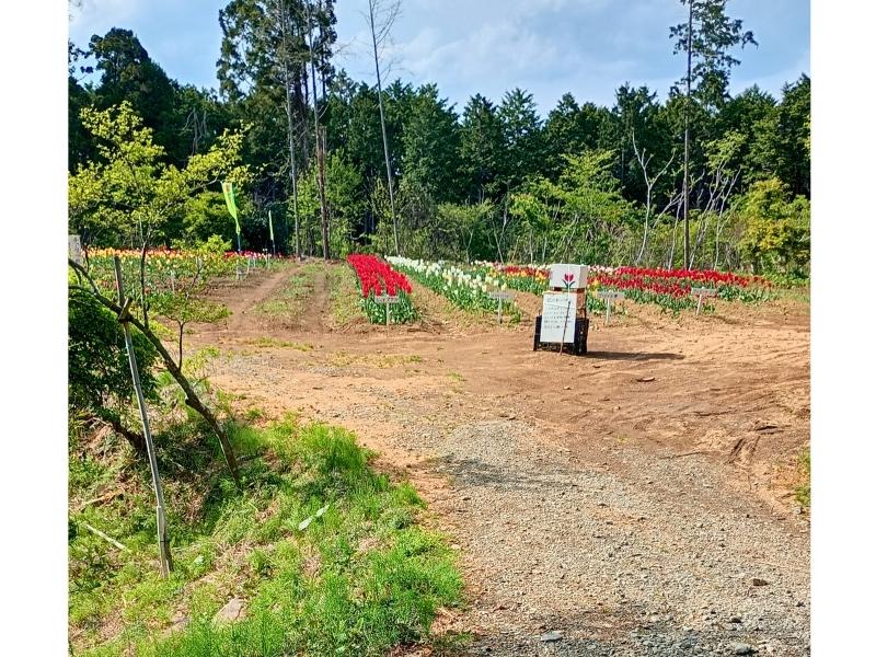 新地町のチューリップ祭り会場出口付近から見たチューリップ畑の様子