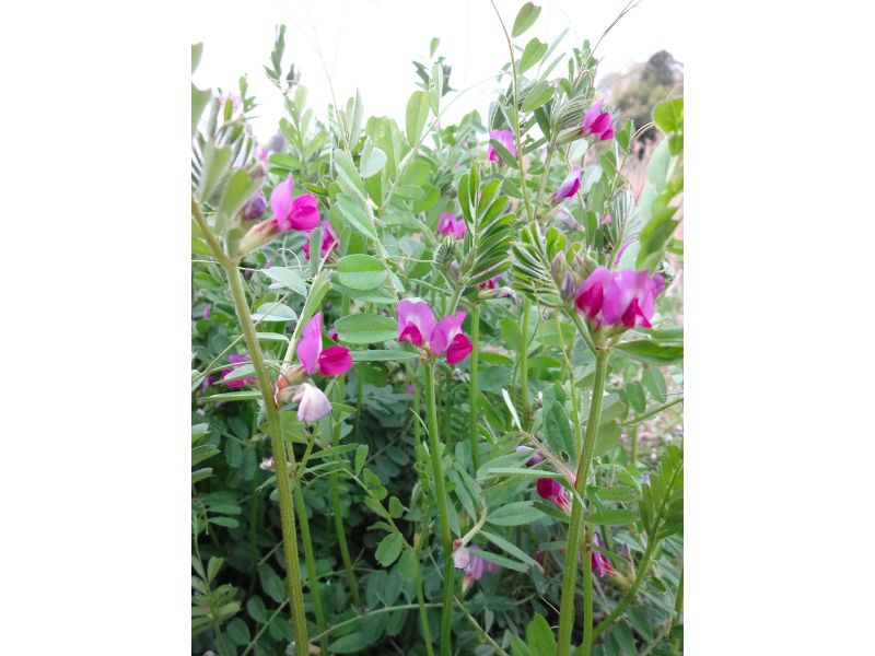  カラスノエンドウの赤紫の花と細い葉を近くで撮影した写真
