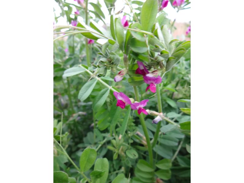  カラスノエンドウの花と左右に並ぶ細い葉