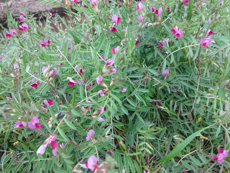 草むらの中にまとまって咲くカラスノエンドウの花
