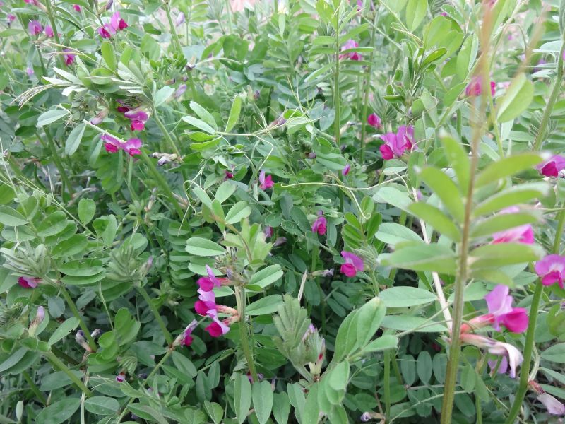  田んぼ付近の散歩道で見つけたカラスノエンドウ