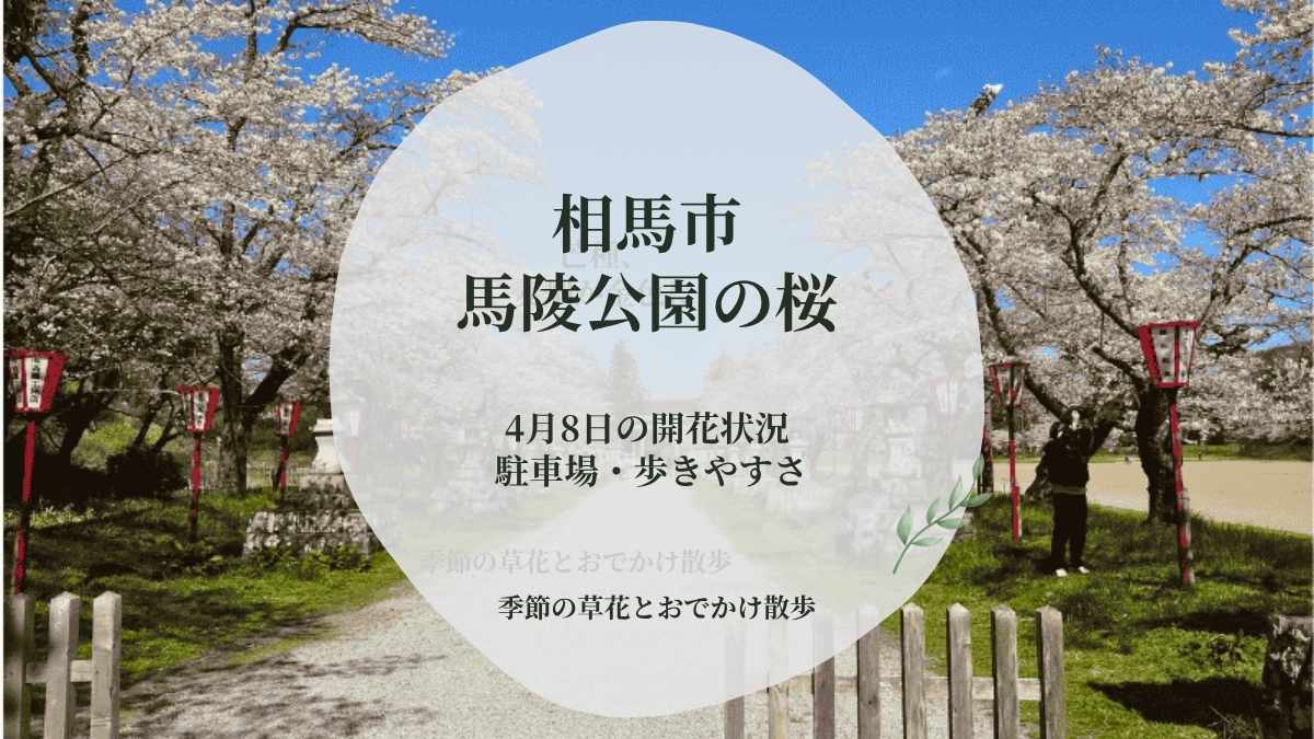 Baryo Park Cherry Blossoms