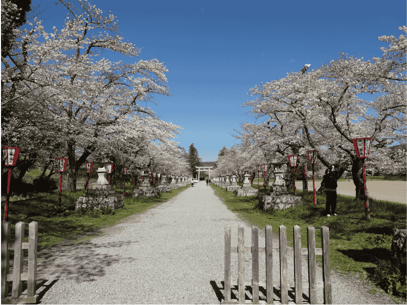 馬陵公園の桜並木の参道
