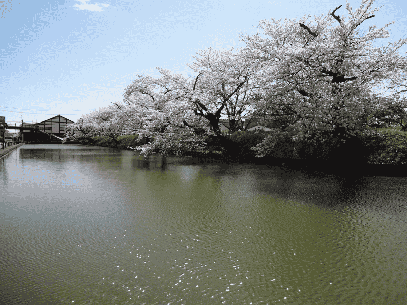 相馬市の馬陵公園で見た桜と水辺の風景
