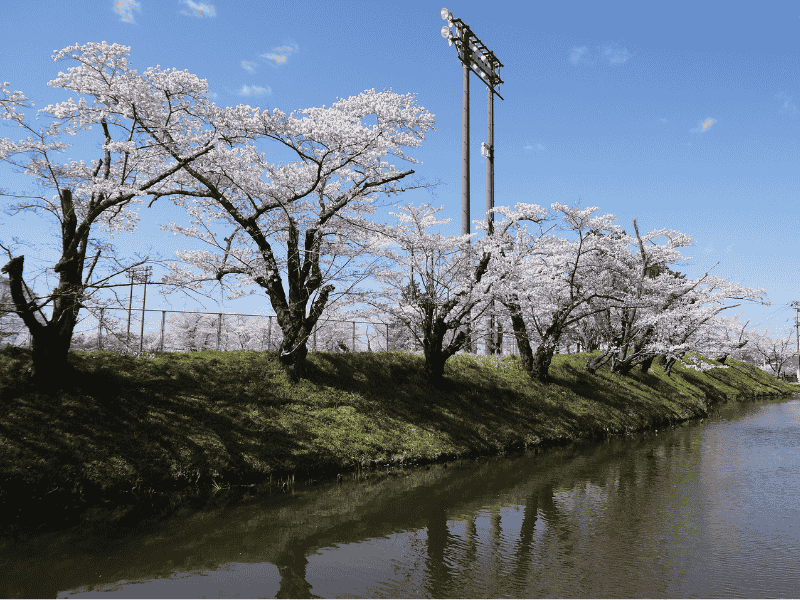 馬陵公園側にある二の丸球場の周りに咲く桜の様子
