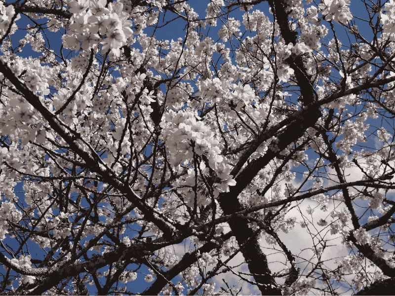 馬陵公園で撮影した桜の花のアップ