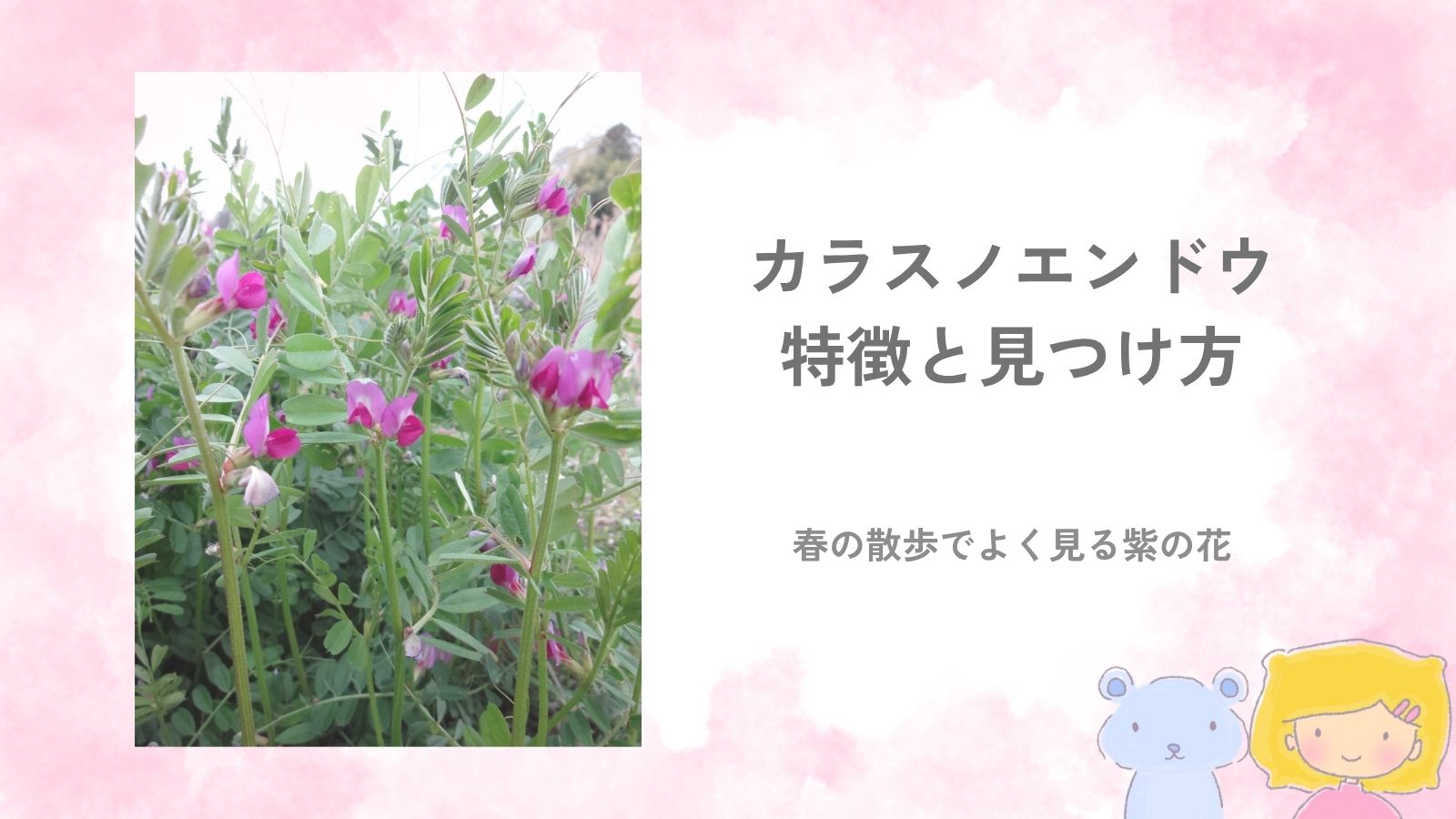 春の散歩道で見つけたカラスノエンドウの紫色の花