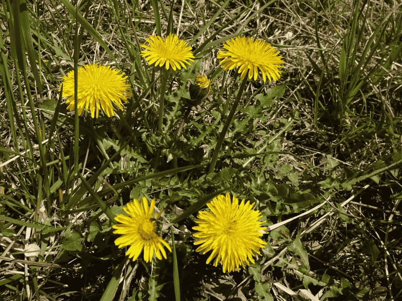  穀雨のころに草の中で咲くタンポポの写真