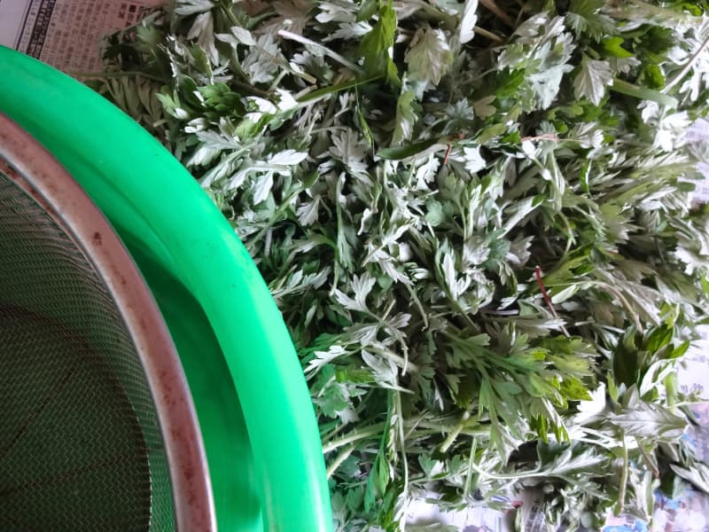 洗う前に木の枝や太い茎などを取り除いた摘みたてのよもぎ
