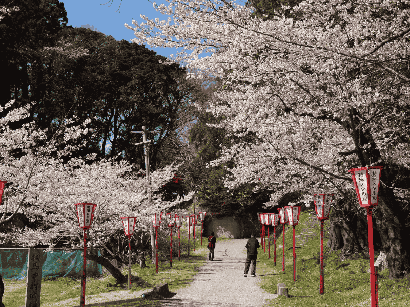 相馬市の馬陵公園で、赤い提灯が並ぶ園路を囲むように満開の桜が咲いている様子