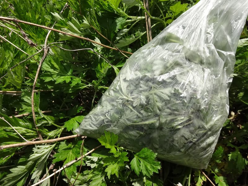 4月15日、里山で摘んだよもぎをビニールに入れた写真