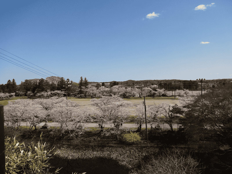 相馬市の馬陵公園で、広場と二の丸球場周辺に桜が咲き、青空の下に園内を見渡せる風景