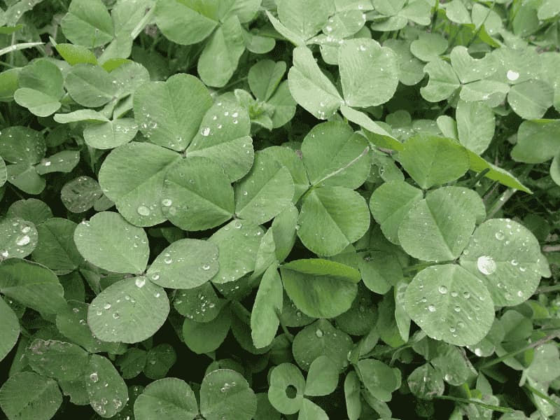  雨上がりのクローバーに水滴が残る穀雨のころの写真
