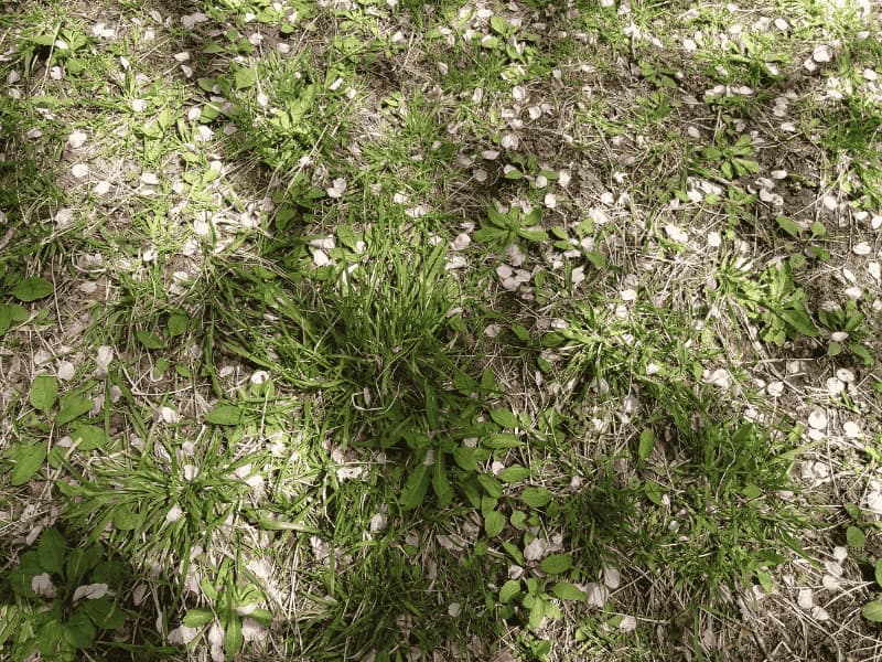 草の上に桜の花びらが散り、影が落ちる穀雨のころの地面の写真
