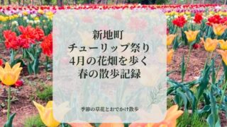 4月の新地町チューリップ祭りで見た赤や黄色のチューリップの花畑
