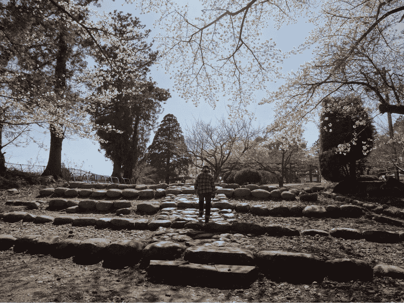 馬陵公園の石段と桜の様子
