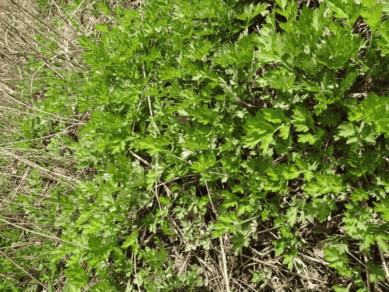 4月15日、里山に生えていたよもぎ
