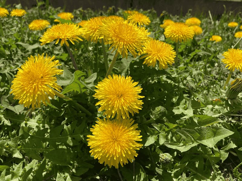  近くで見た黄色いタンポポの花

