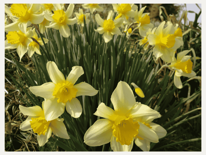  群れて咲く淡い黄色の水仙の花
