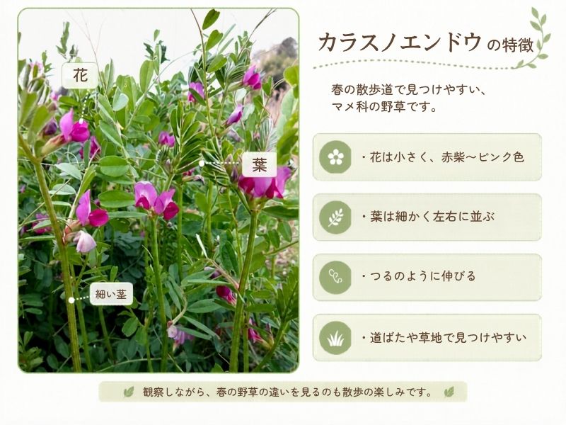 カラスノエンドウの花・葉・細い茎の特徴をまとめた図解画像
