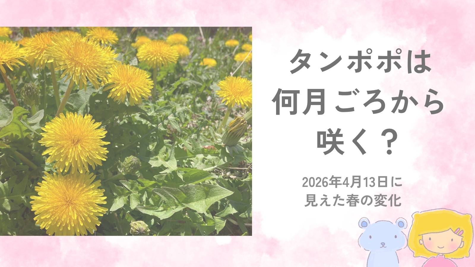 4月中旬に道ばたでたくさん咲いていた黄色いタンポポ