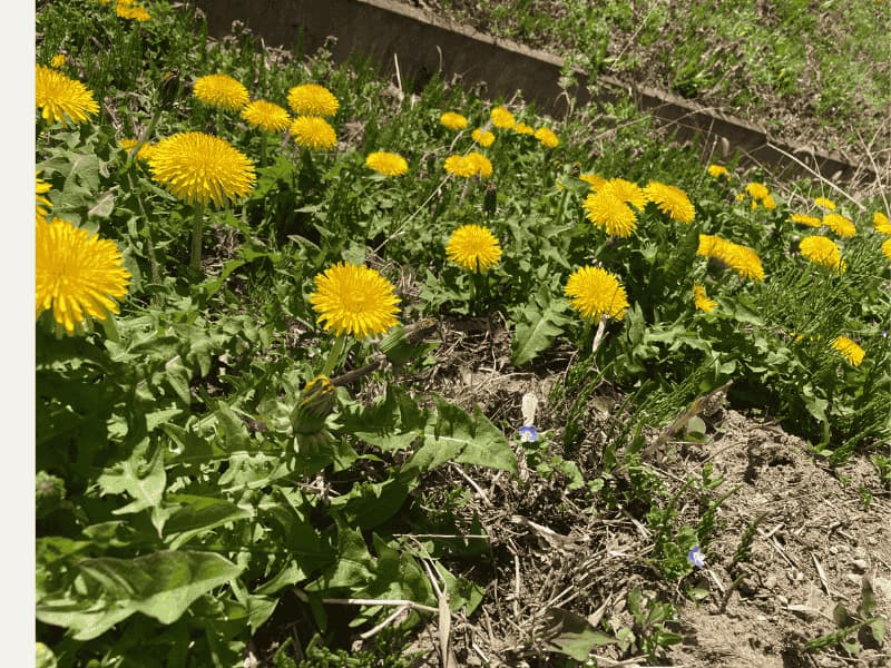 土のある場所にまとまって咲いていたタンポポ
