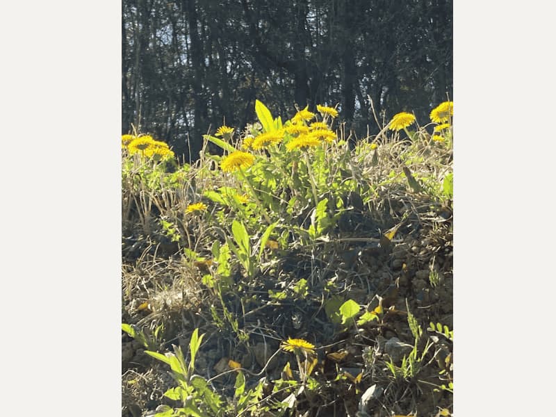  林に近い場所で咲いていたタンポポ
