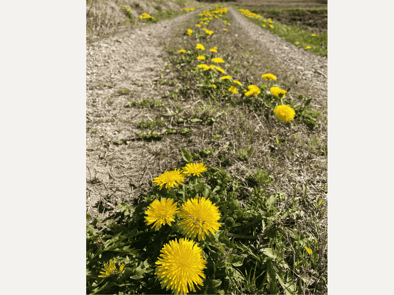 田んぼのあぜ道に続くように咲いていたタンポポ
