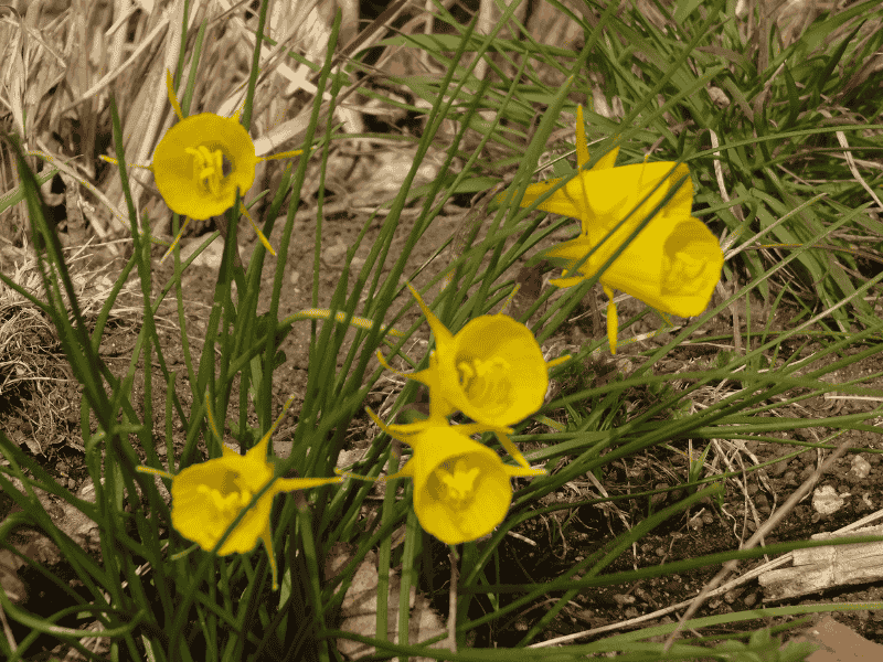  春先の地面に咲く小さな黄色い水仙の花