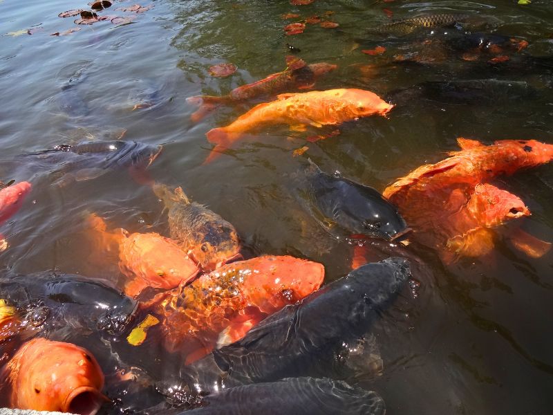 蛇の鼻の池で集まる大きな鯉