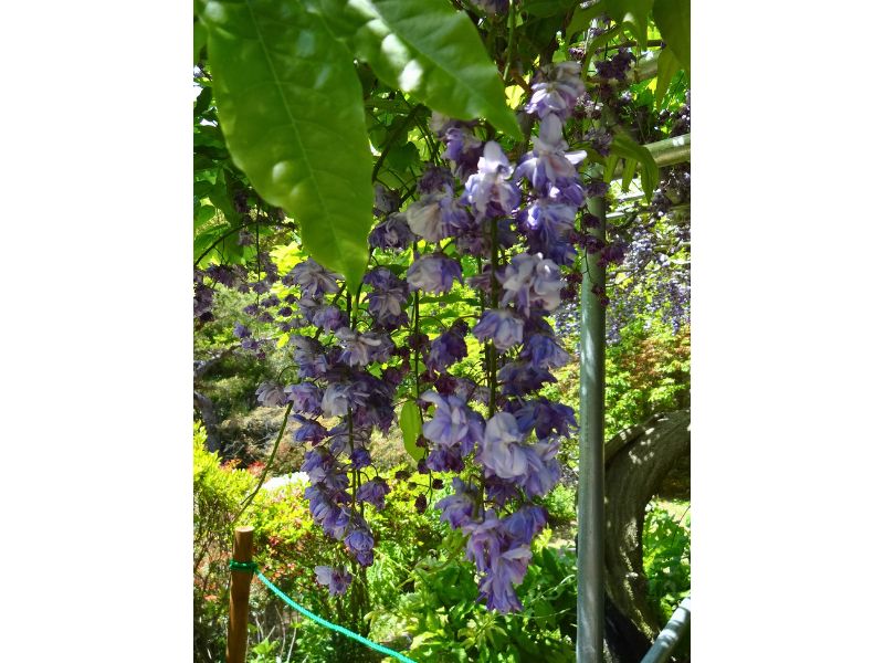 蛇の鼻で見た八重黒龍フジの紫の花房