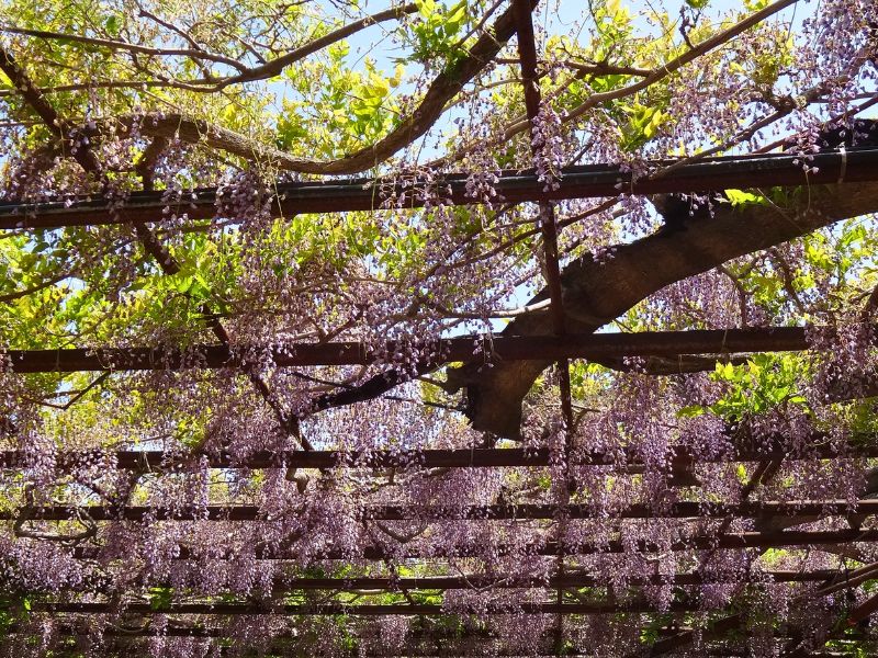蛇の鼻の大きな藤棚に残る紫の花
