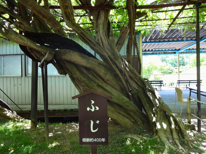 樹齢400年と書かれた太い藤の幹