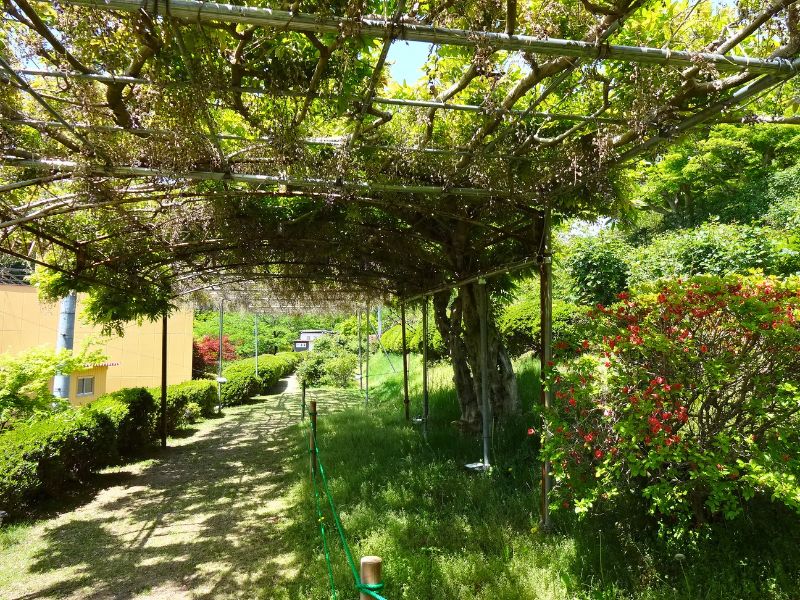 花が終わりかけていた藤棚と遊歩道