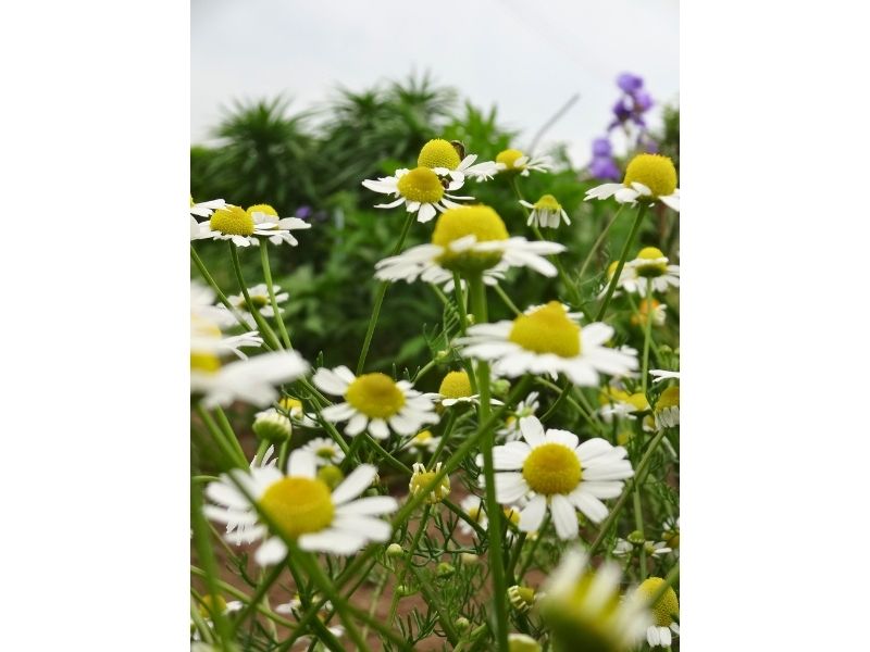  低い位置から見た白いカモミールの花と緑の茎
