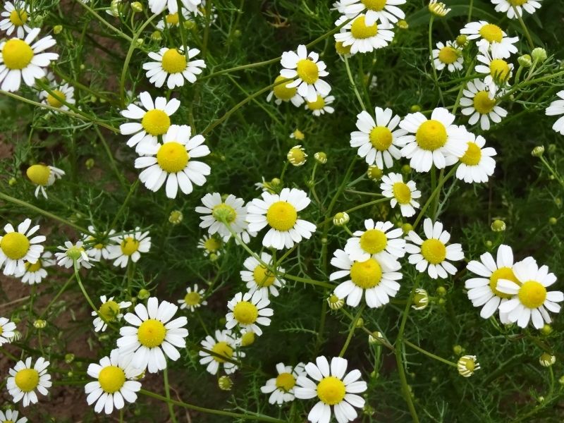 庭先にたくさん咲く白いカモミールの花
