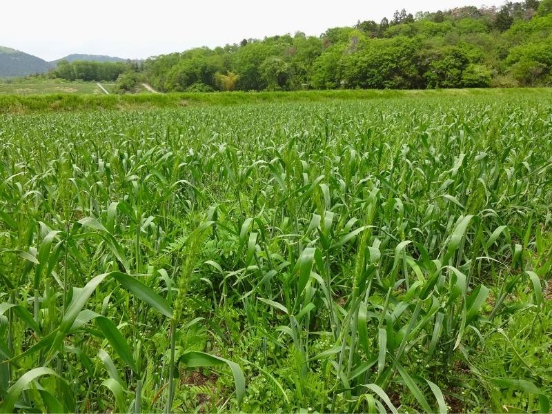 5月上旬の散歩道で撮影した青みが残る麦畑