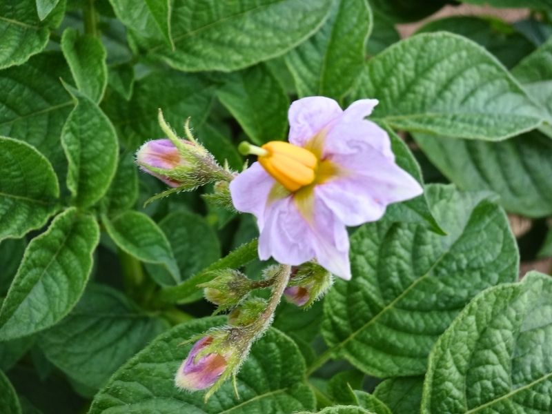  緑の葉の中に咲く薄紫色のジャガイモの花

